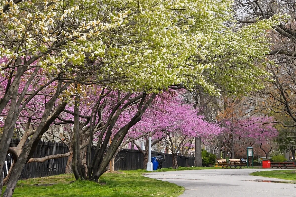 215 North 10th Street Williamsburg Brooklyn NY 11211