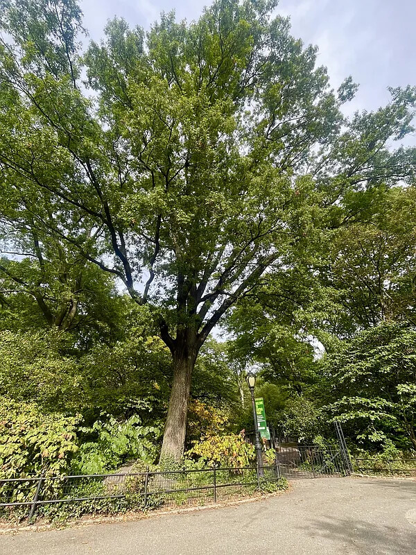 257 West 91st Street 1E Upper West Side New York NY 10024