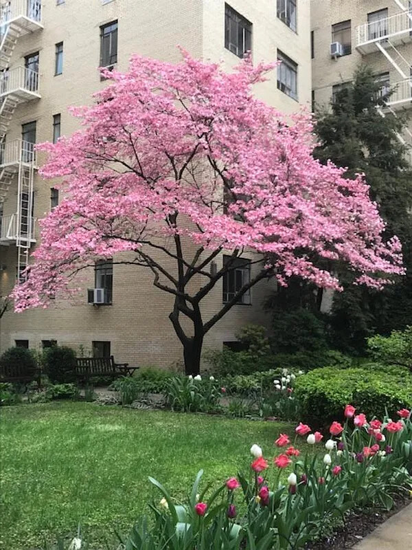 255 West 23rd Street 5DE Chelsea New York NY 10011